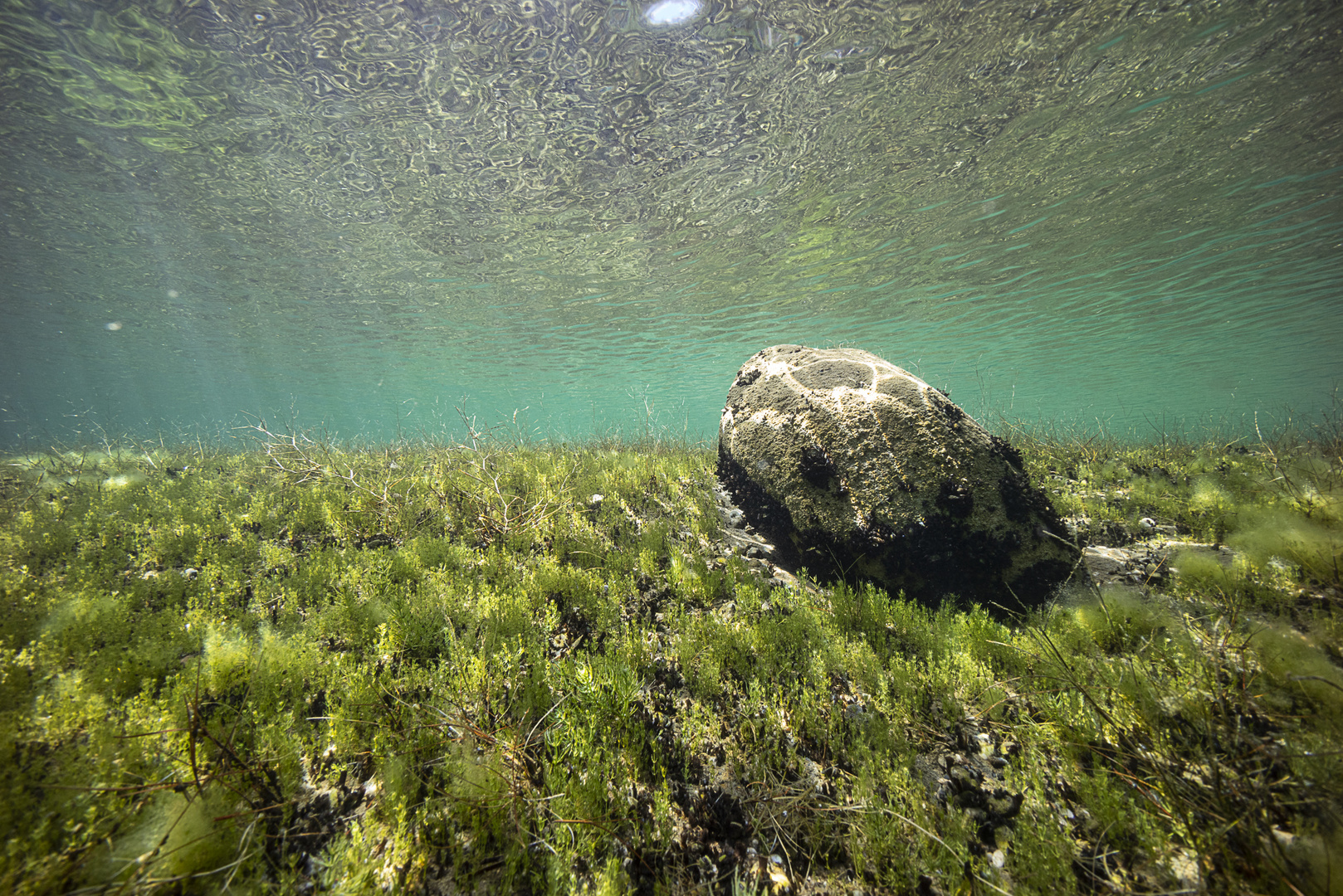 Kulkwitzer See Flachwasser 