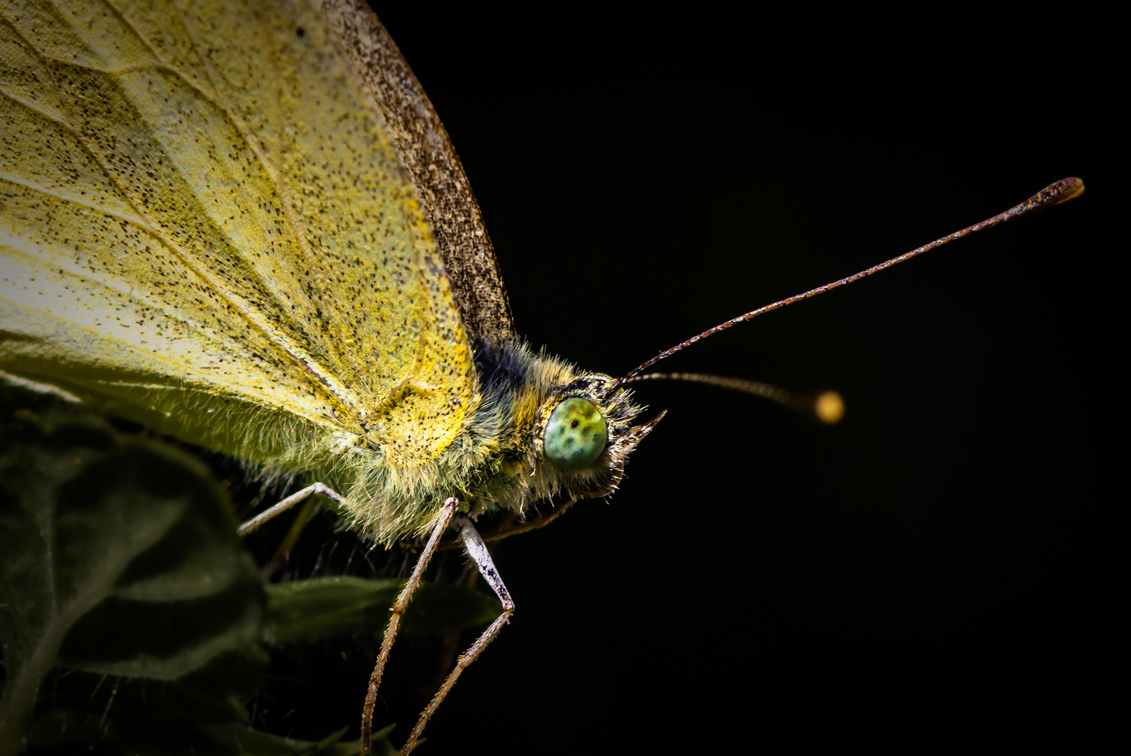Kulleraugen Foto &amp; Bild | sommer, makro, natur Bilder auf fotocommunity