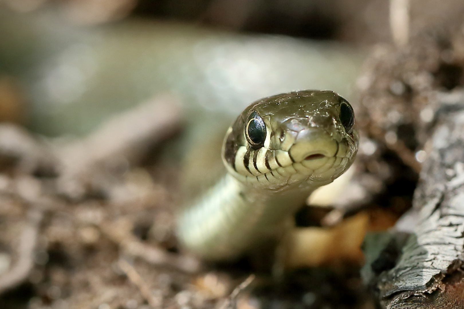 Kulleraugen-Babyface-Natter Foto &amp; Bild | outdoor, makro, macro Bilder ...