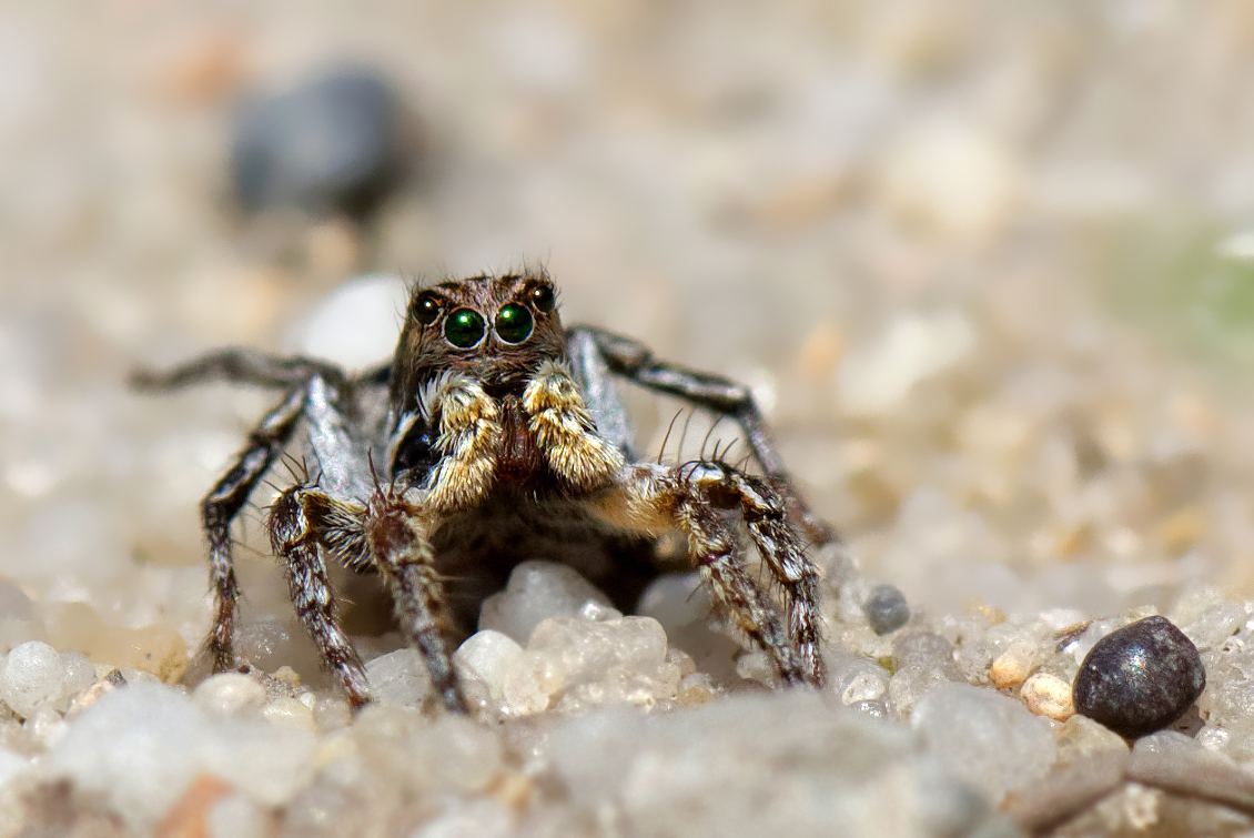 Kulleraugen... Männliche Springspinne: Aelurillus v-insignitus