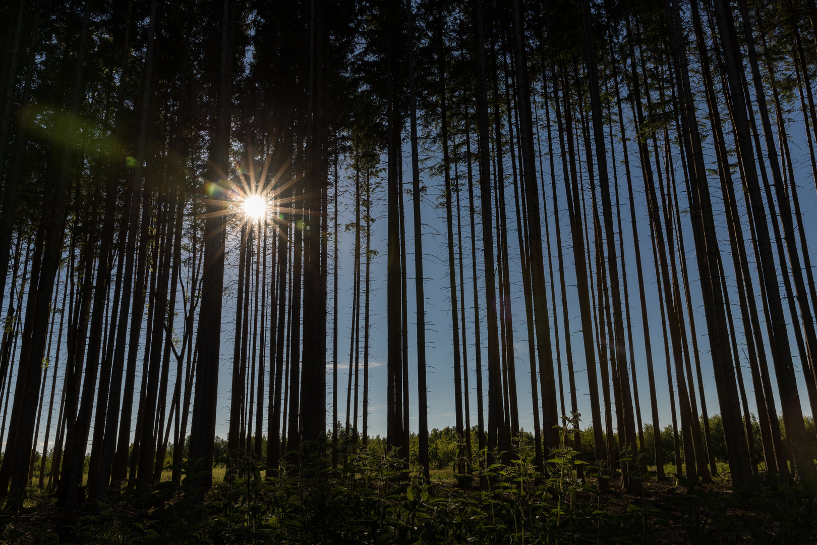 Kultivierter Wald