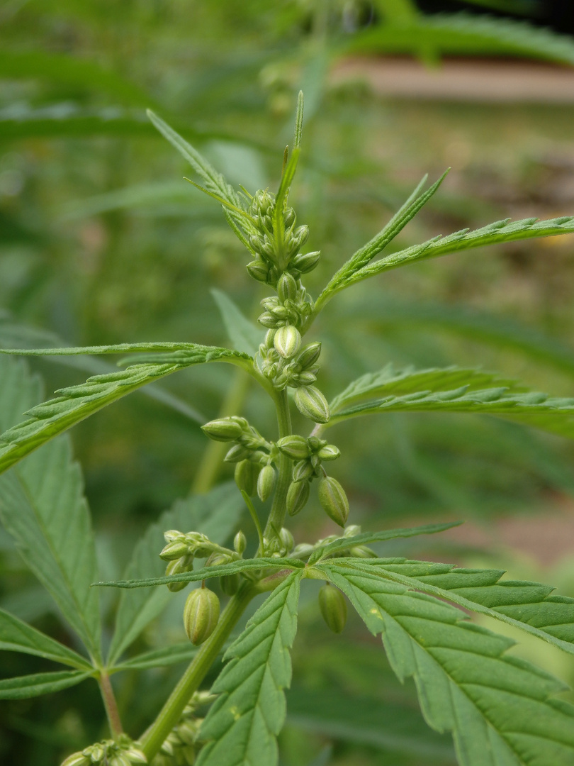 Kultur-Hanf (Cannabis sativa) - in einem "Schau"-Bauerngarten entdeckt