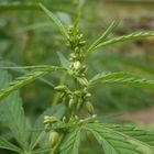 Kultur-Hanf (Cannabis sativa) - in einem "Schau"-Bauerngarten entdeckt