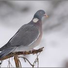 Kulturfolger... Ringeltaube *Columba palumbus*