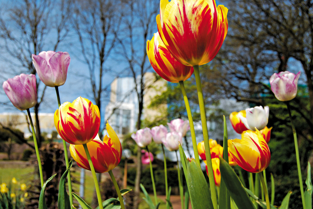 Kulturfrühling