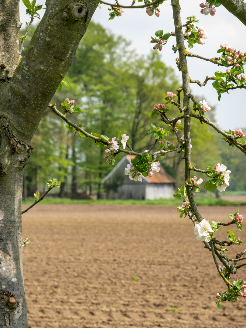 Kulturlandschaft Münsterland / Oeding an der holländischen Grenze