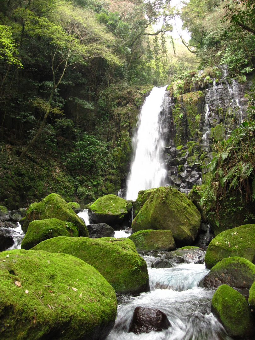 Kumamoto no mori