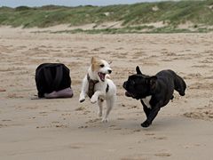 Kumpel am Strand