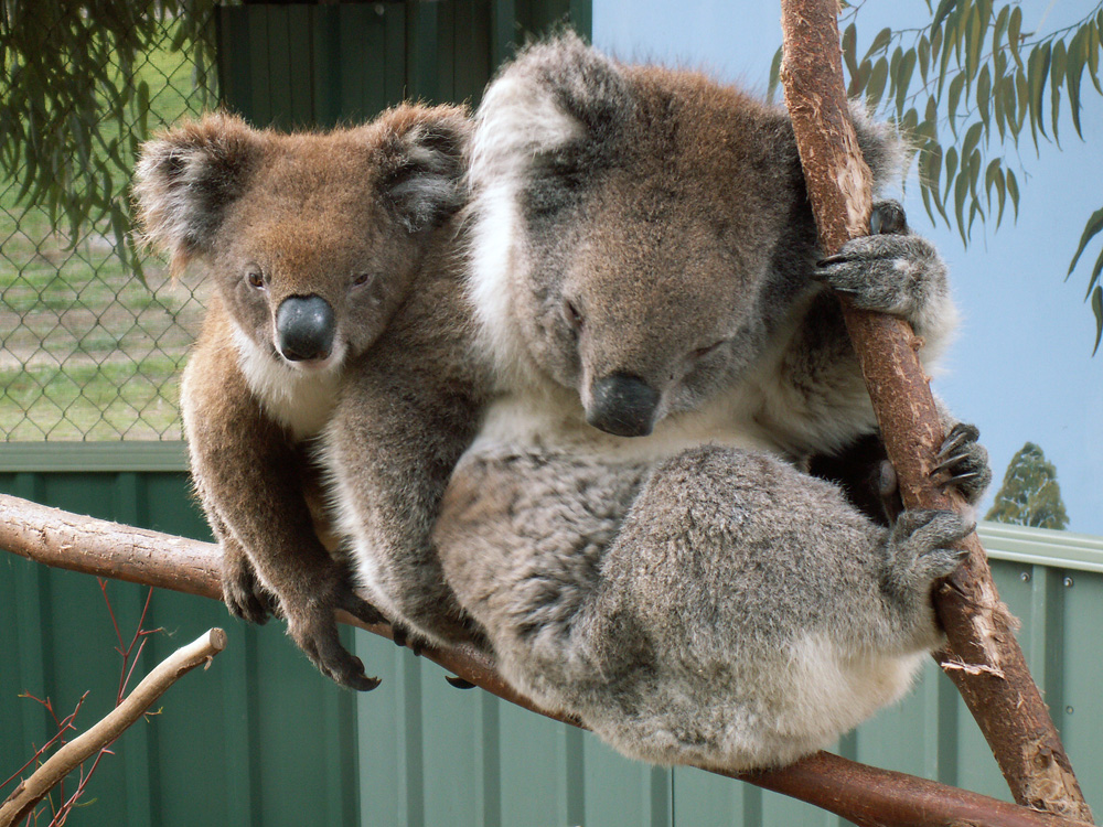 Kumpel Koala