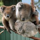 Kumpel Koala