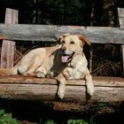 Kumpel,Freund und treuer Wegbegleiter