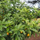 Kumquat au jardin