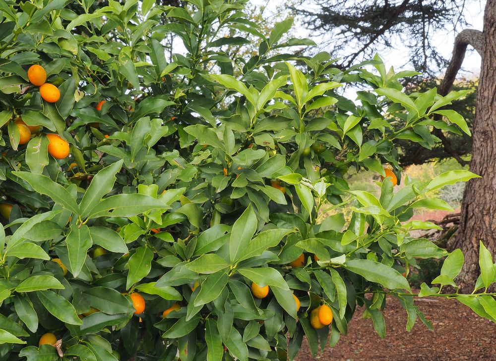 Kumquat au jardin