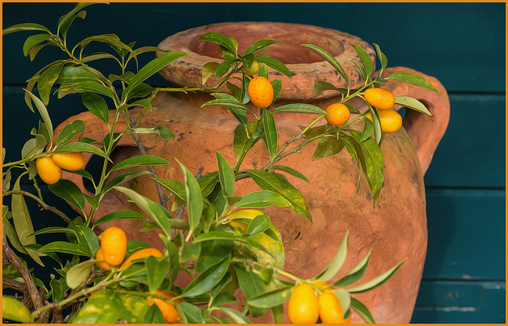 Kumquat - Citrus japonica -