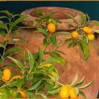 Kumquat - Citrus japonica -