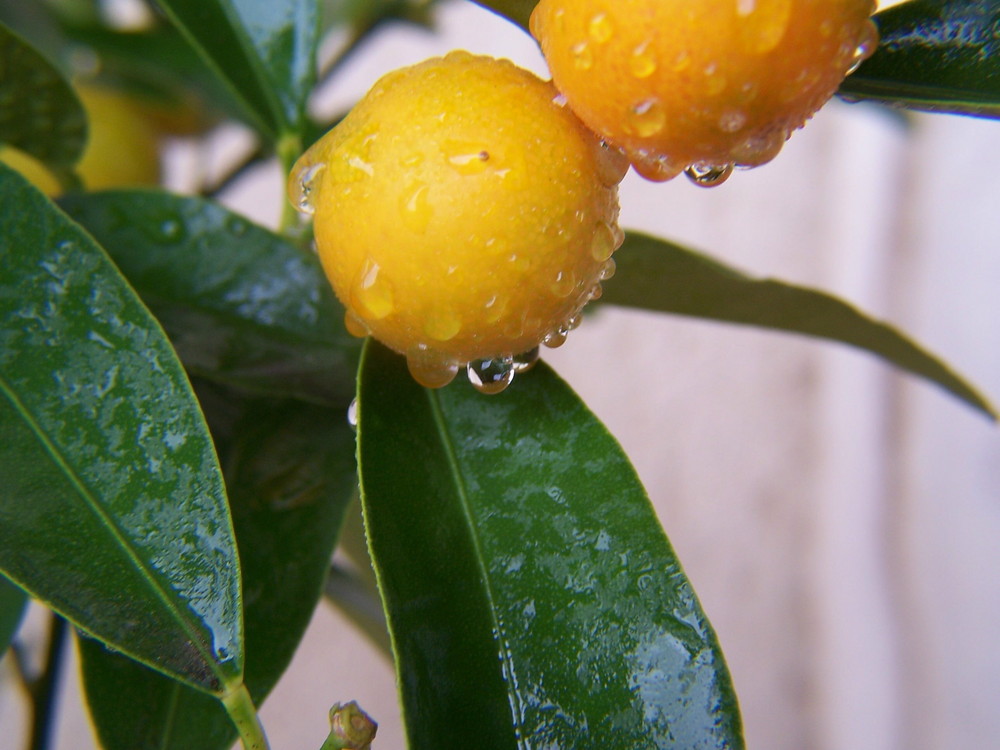 Kumquat dopo la pioggia