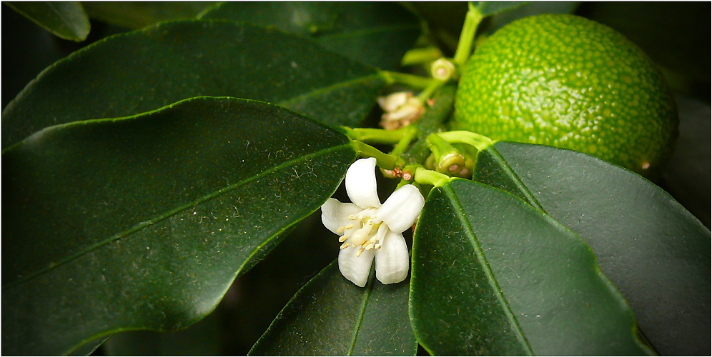 Kumquat mit reicher Ernte