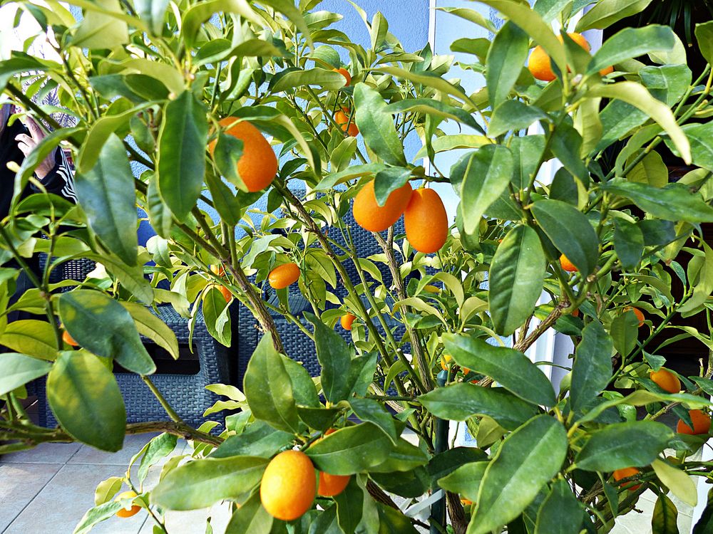 Kumquats Foto & Bild urlaub, world, spezial Bilder auf