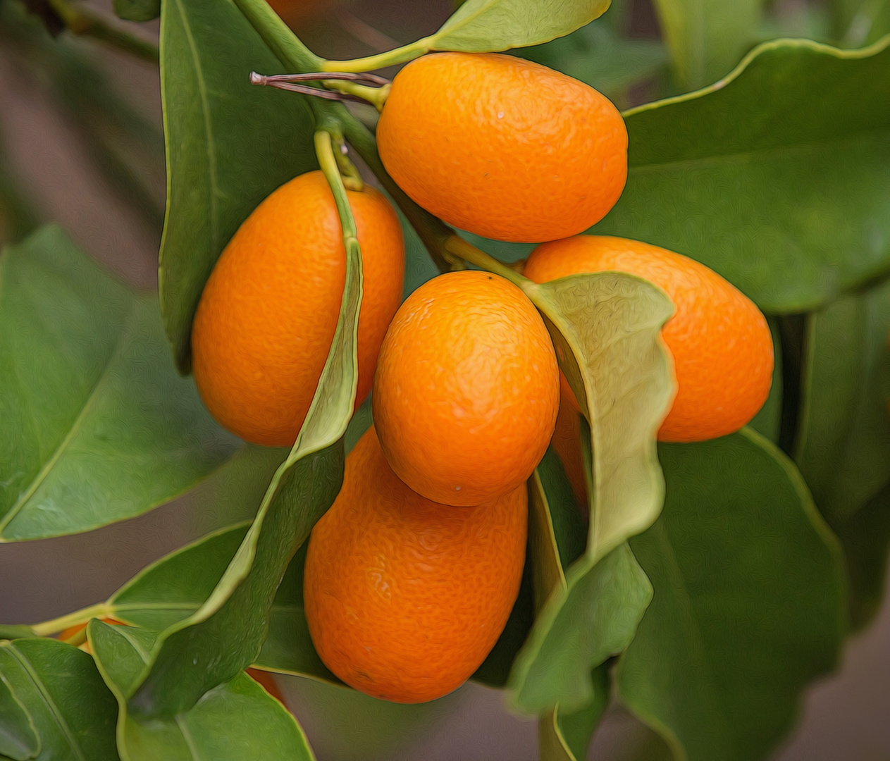 Kumquats