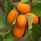 Kumquats