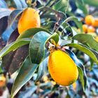 Kumquats