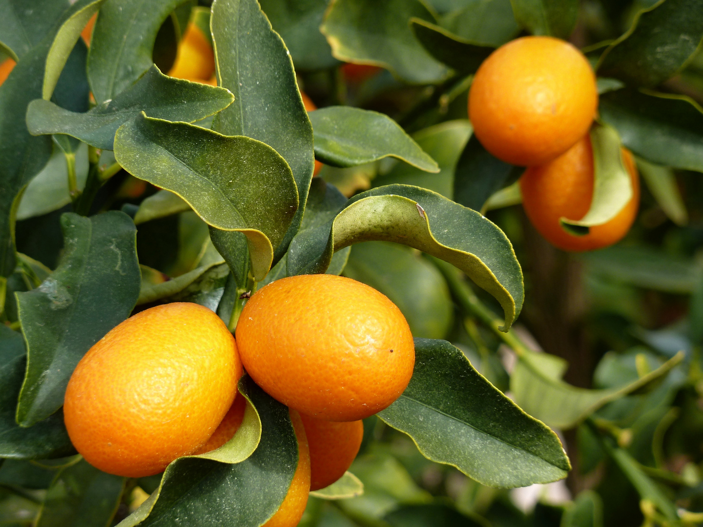 Kumquats