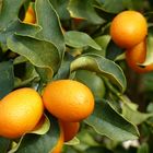 Kumquats