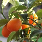 Kumquats in Novembersonne