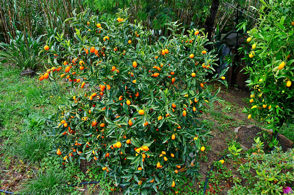 Kumquats,  Zitrusfrüchte (Eigenzucht)