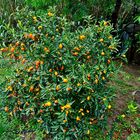 Kumquats,  Zitrusfrüchte (Eigenzucht)