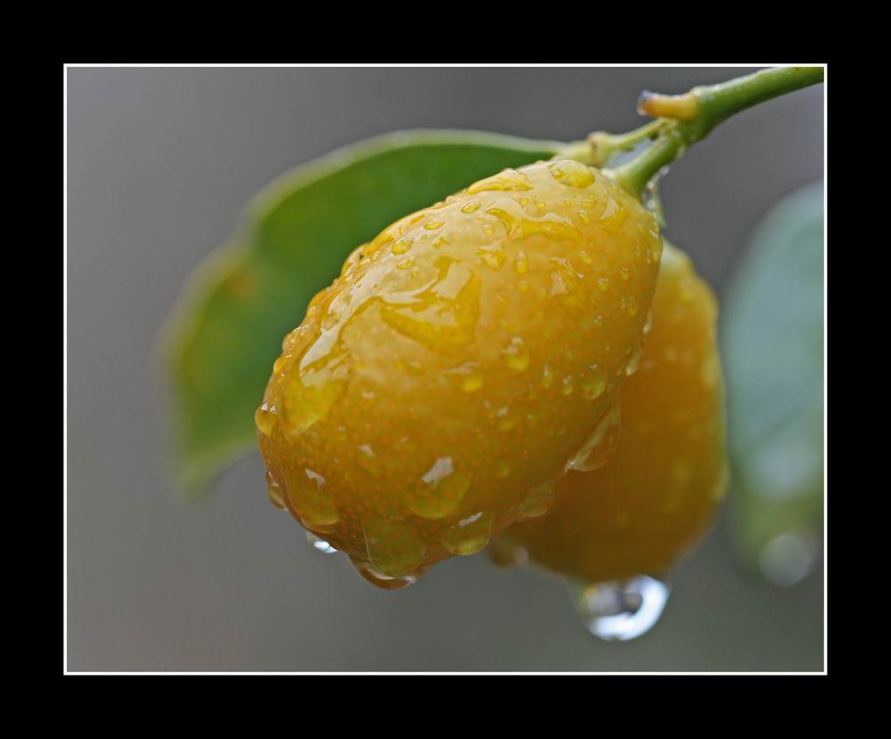 Kumquatt nach der Regendusche