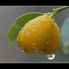 Kumquatt nach der Regendusche