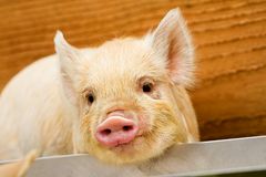 Kune Kune Schweinchen