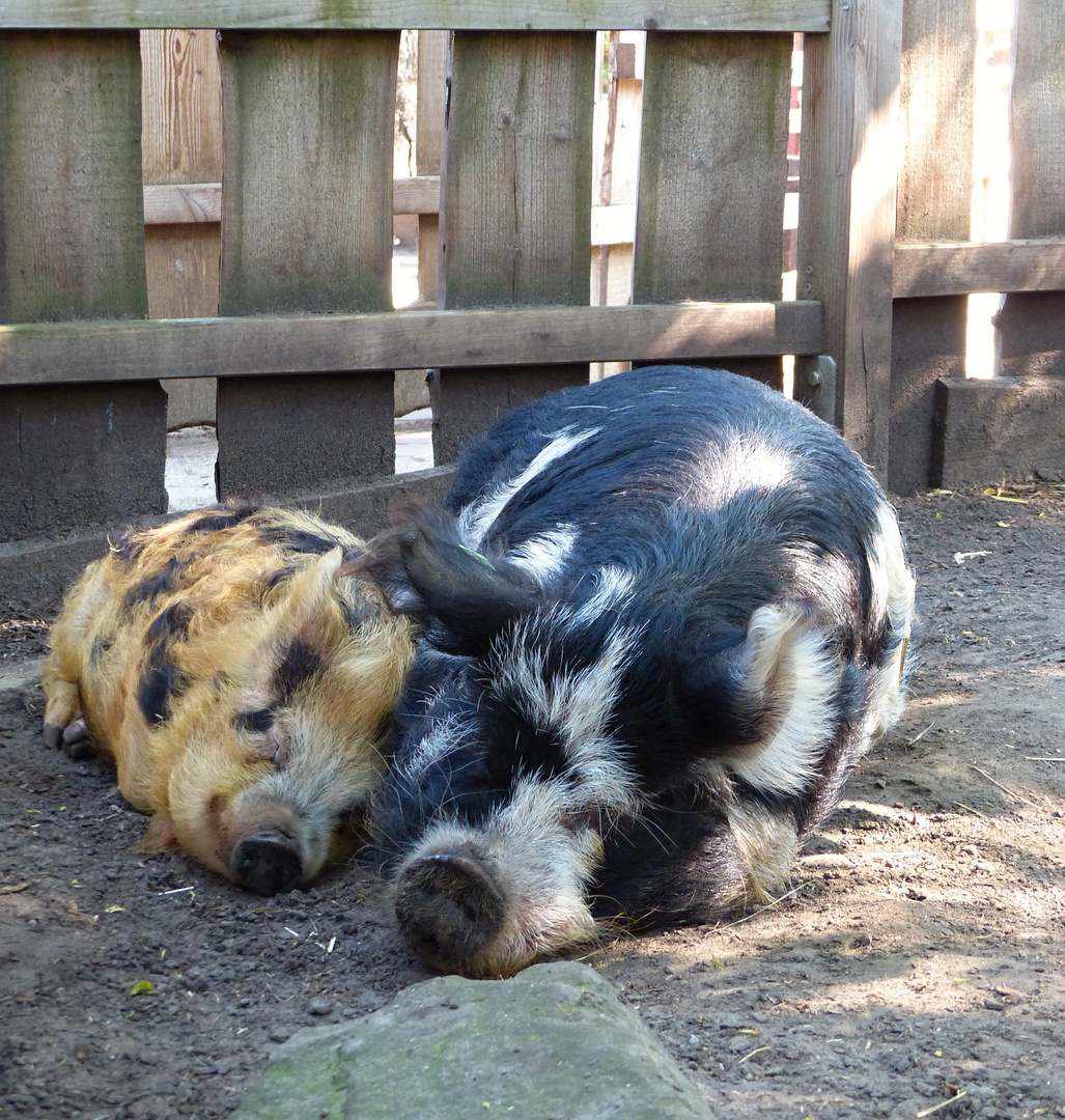 Kunekune