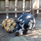 Kunekune