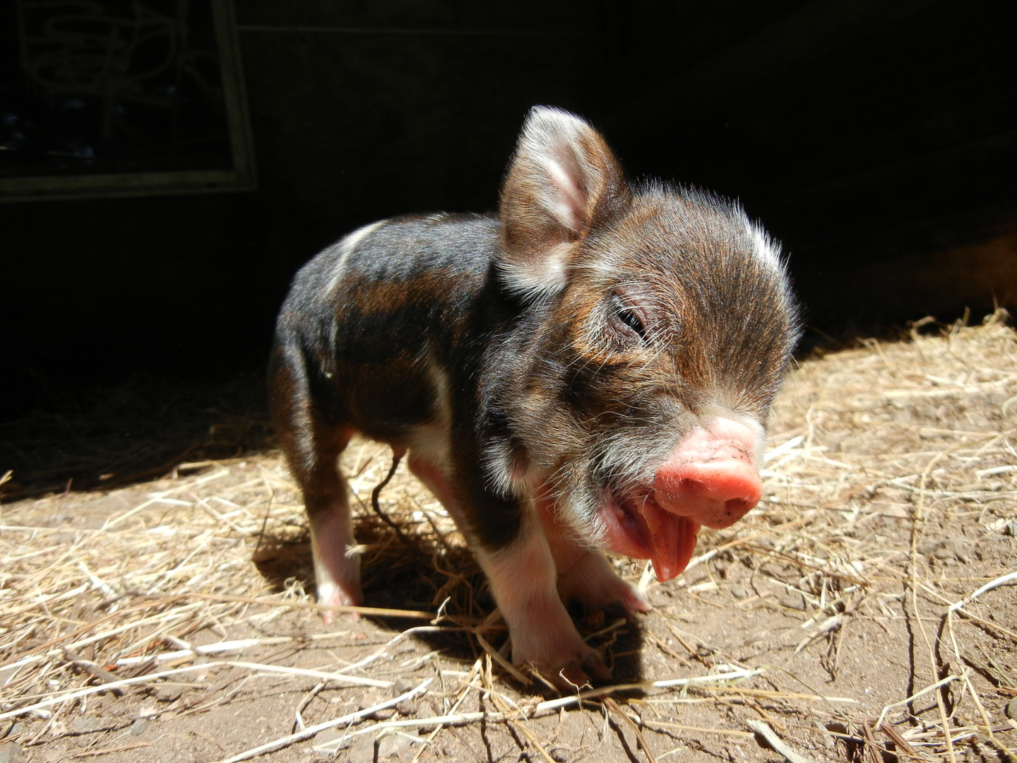 Kunekune Pig