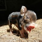 Kunekune Pig