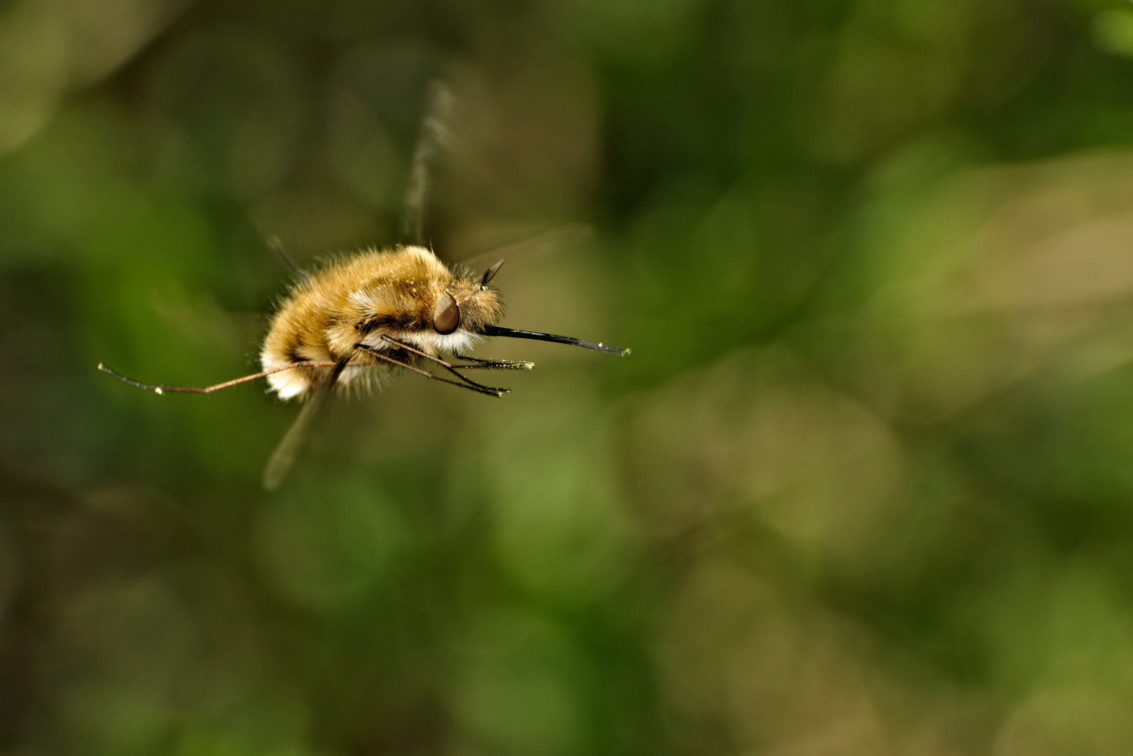 Kung Fu Anflug - Großer Wollschweber (Bombylius major)(Bombyliidae)