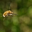 Kung Fu Anflug - Großer Wollschweber (Bombylius major)(Bombyliidae)