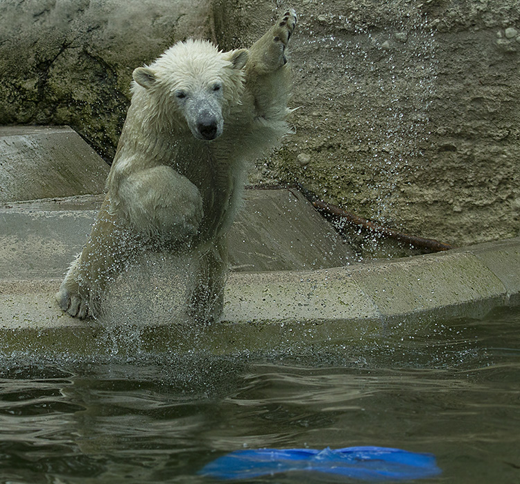 "Kung Fu Bärchen"