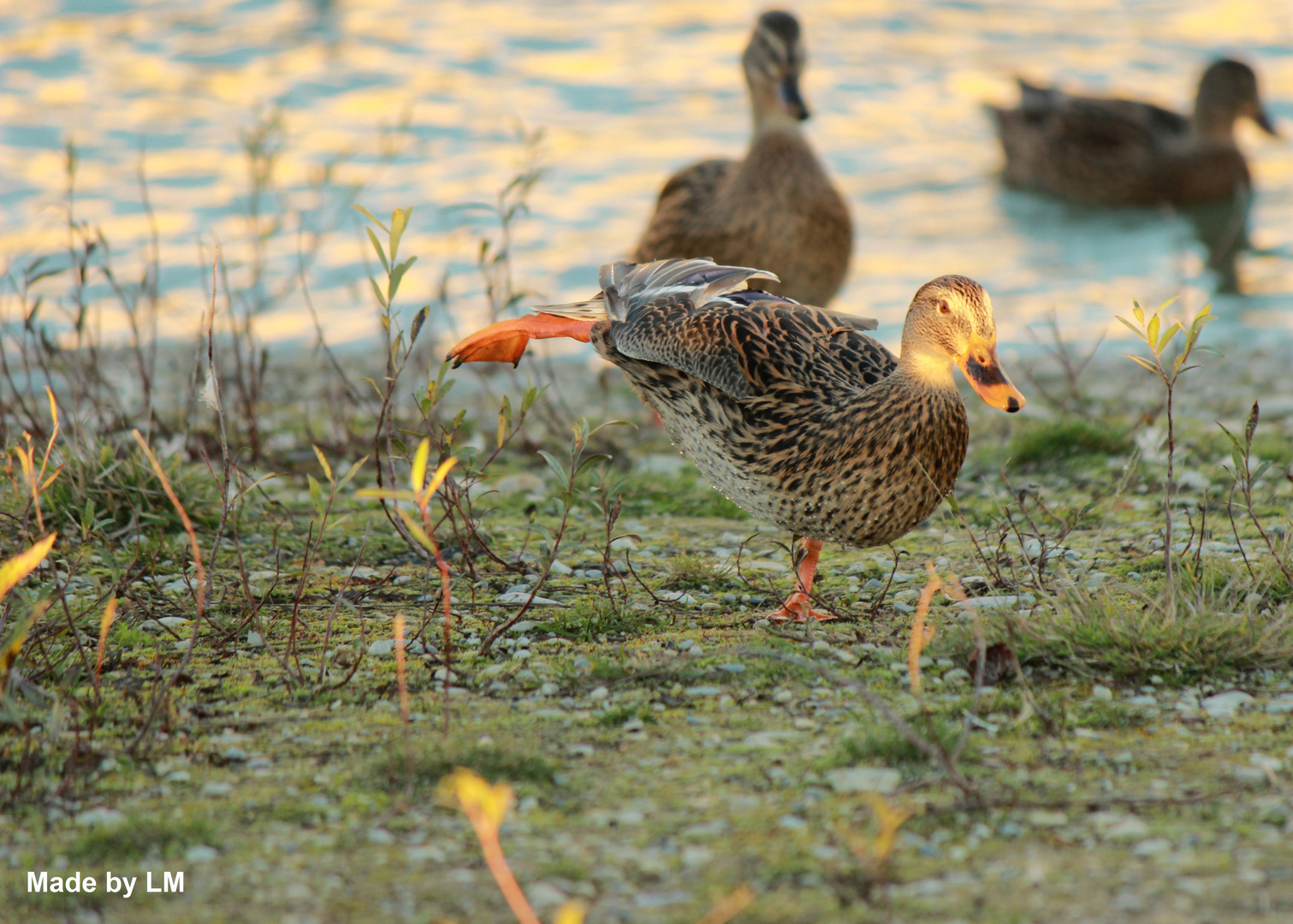 Kung Fu Duck