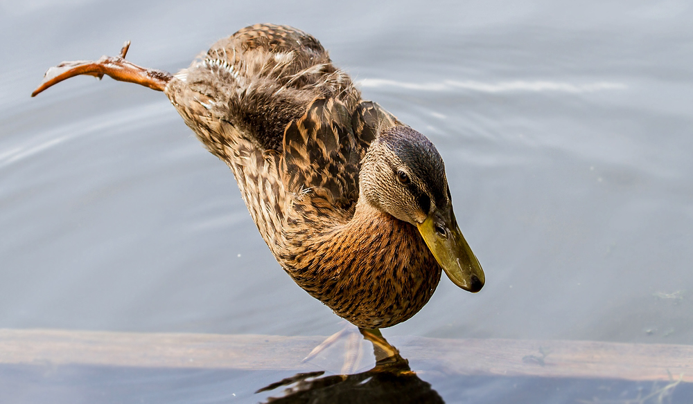 "KUNG FU - DUCKI LEE"