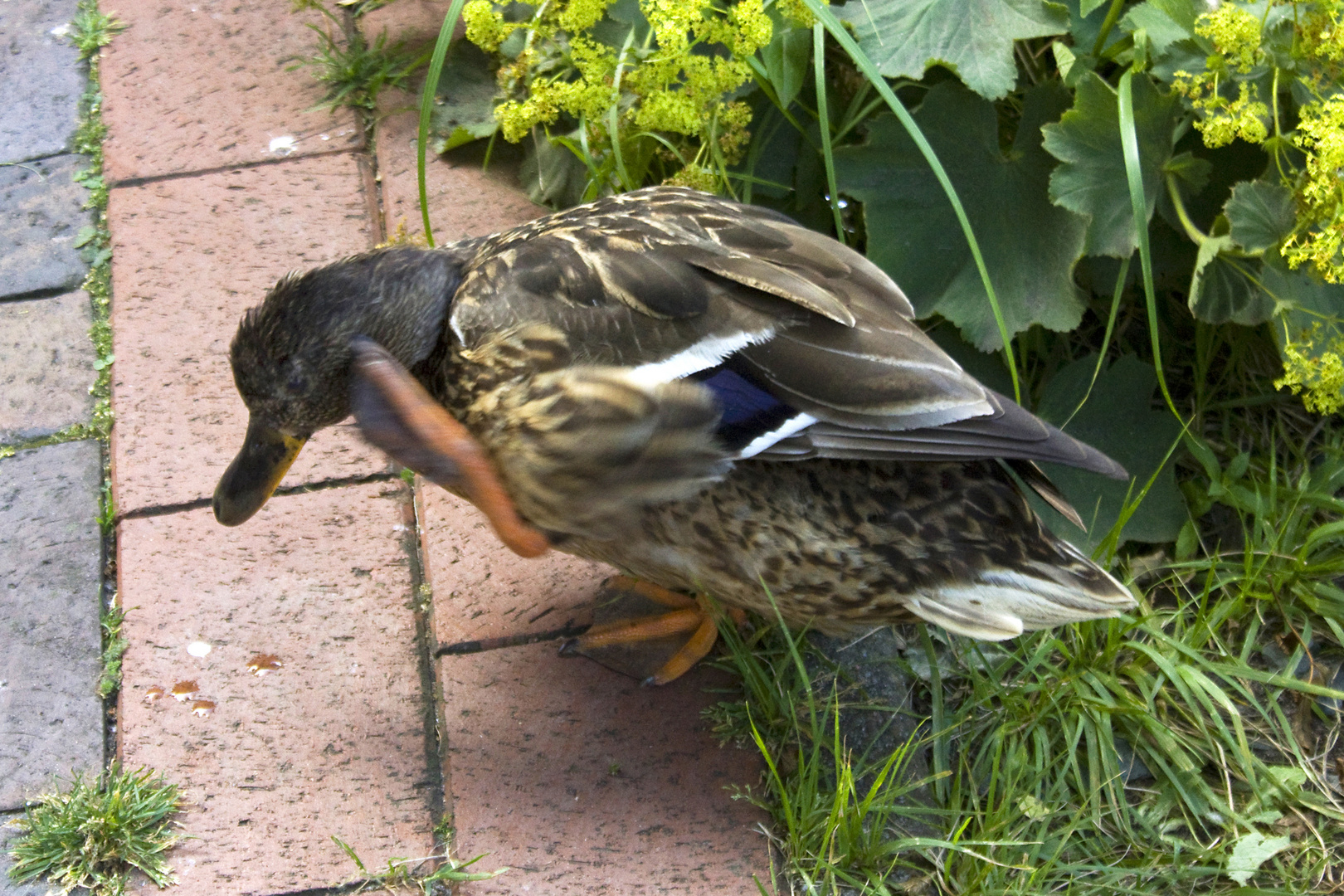 Kung Fu Ente