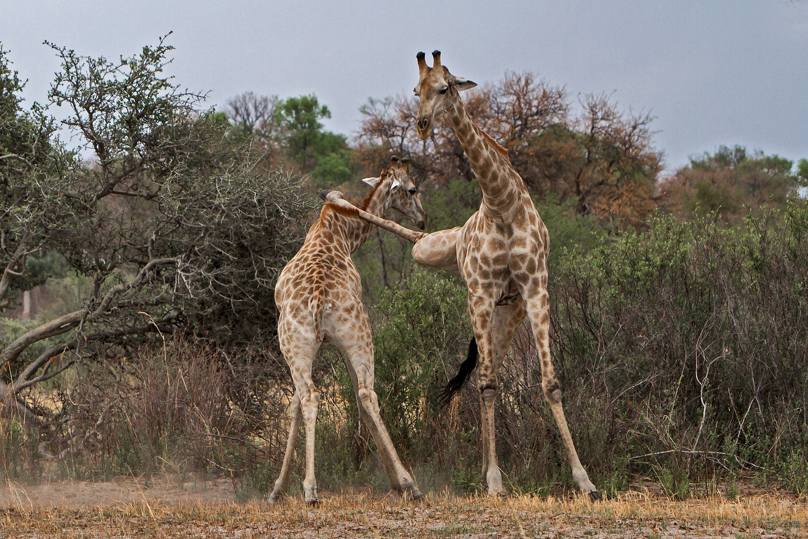 Kung Fu Giraffe