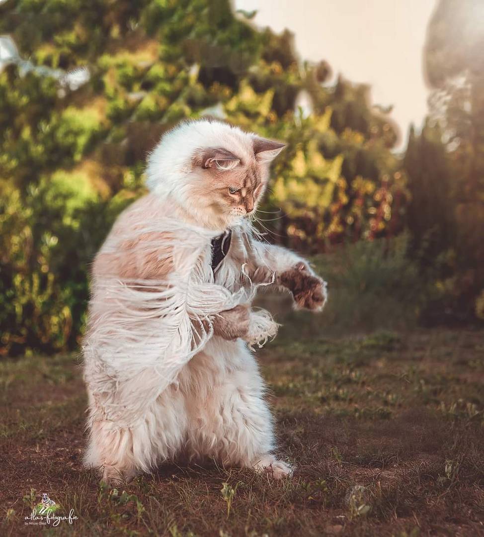 Kung-fu-Kater Joscha