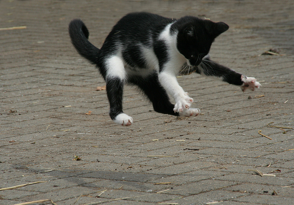 Kung Fu Katze