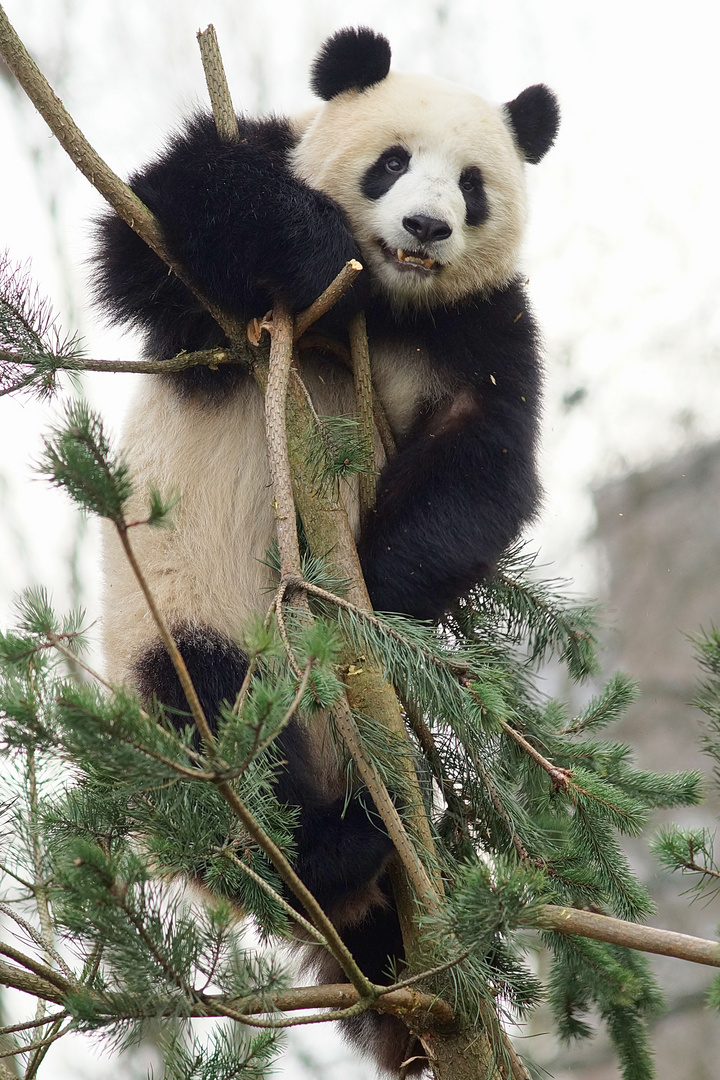 Kung Fu Panda Weibchen Meng Meng außer Rand und Band
