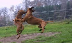 Kung-Fu Ridgeback Style