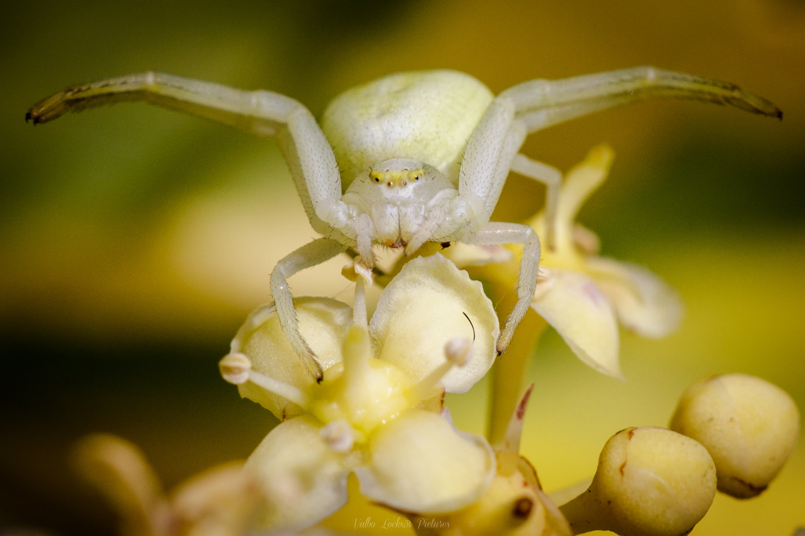 Kung fu Spider