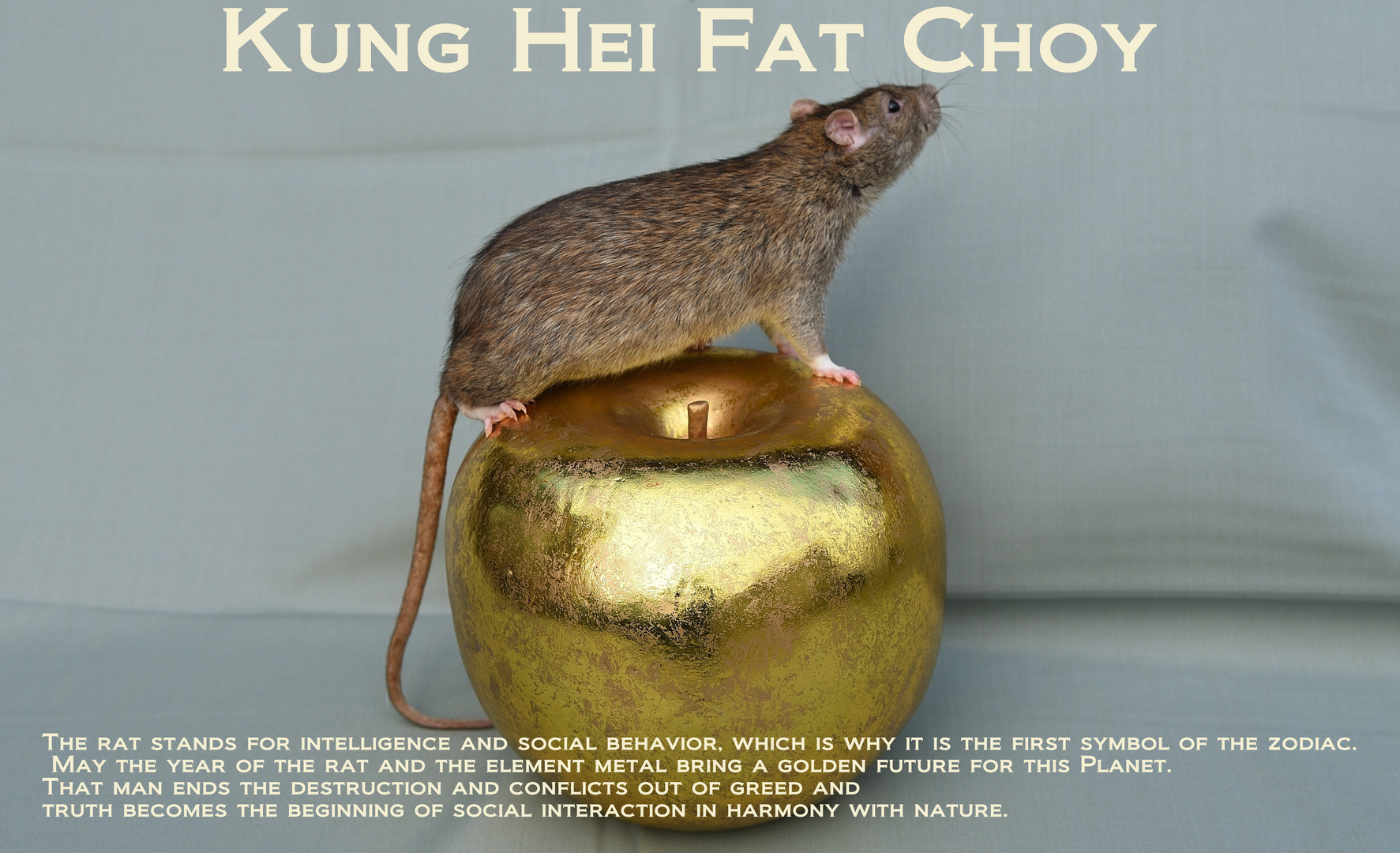 Kung Hei Fat Choy 2020_ 02 Foto & Bild spezial, natur, tiere Bilder